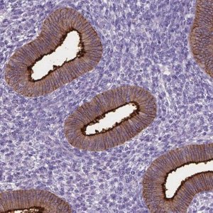 Anti-CPM antibody produced in rabbit 