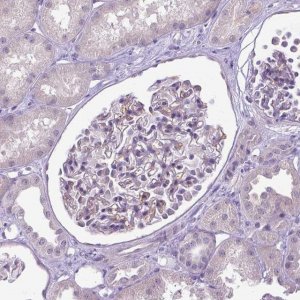 Anti-CPM antibody produced in rabbit 