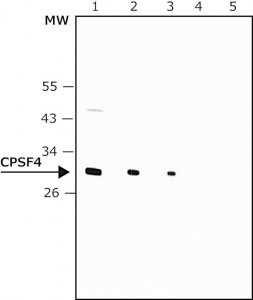 Anti-CPSF4 antibody produced in rabbit 