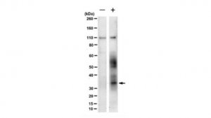 Anti-CRB3A Antibody, clone 1E6 