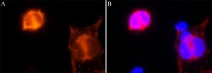 Anti-CRISPR/Cas9 antibody, Mouse monoclonal 