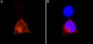 Anti-CRISPR/Cas9 antibody, Mouse monoclonal 