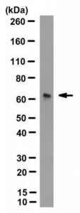Anti-Cryptochrome-1 Antibody, clone D46-3361 