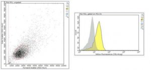 Anti-CSB (ERCC6) Antibody, clone ICSB-3H8 
