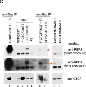 Anti-CTCF Antibody 
