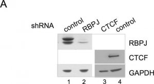 Anti-CTCF Antibody 