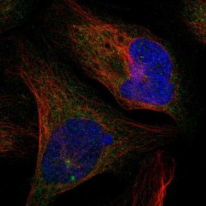 Anti-CTIF antibody produced in rabbit 