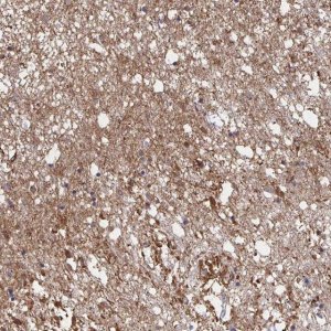 Anti-CX3CR1 antibody produced in rabbit 
