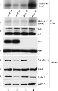 Anti-Cyclin B1 Antibody, clone GNS3 (8A5D12) 