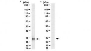 Anti-Cytochrome b Antibody, clone 5B3-6E3 
