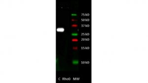 Anti-Cytochrome b Antibody, clone 5B3-6E3 