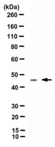 Anti-Cytokeratin 19 Antibody, clone TROMA-3 