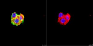 Anti-Cytokeratin 8 Antibody, clone TROMA-1 