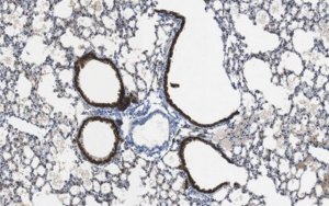 Anti-Cytokeratin 8 Antibody, clone TROMA-1 