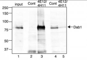 Anti-Dab1 Antibody, clone 4H11 