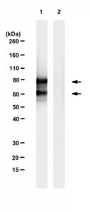 Anti-Dab1 Antibody, clone 4H11 