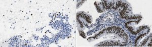 Anti-Dach1 Antibody, clone 1F6.1 