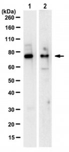 Anti-Dach1 Antibody, clone 1F6.1 