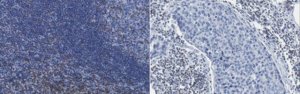 Anti-DAG Kinase Alpha Antibody, clone 10D6.1 