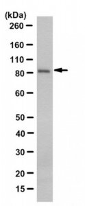 Anti-DAG Kinase Alpha Antibody, clone 10D6.1 