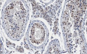 Anti-Daxx Antibody, clone Daxx5.14 