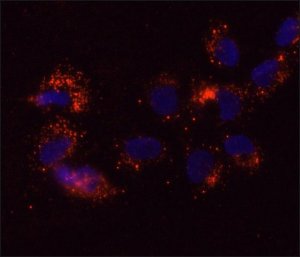 Anti-DDX6 antibody, Mouse monoclonal 