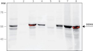 Anti-DDX6 antibody, Mouse monoclonal 