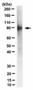 Anti-Delta-like protein 1 Antibody, clone PGPM-1F9 