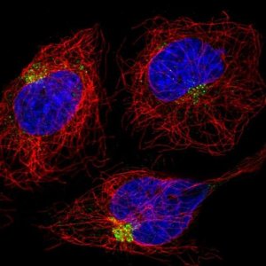 Anti-DENND5A antibody produced in rabbit 