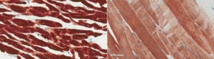 Anti-Desmin Antibody, clone 4C12.1 