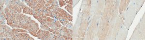 Anti-Desmin Antibody, clone 4C12.1 
