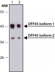 Anti-DFF45 antibody ,Mouse monoclonal 