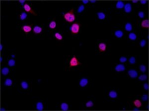 Anti-DGCR8 (C-terminal) antibody produced in rabbit 