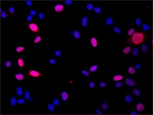 Anti-DGCR8 (N-terminal) antibody produced in rabbit 