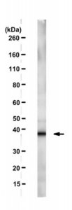 Anti-DKK2 Antibody, clone 5F8 