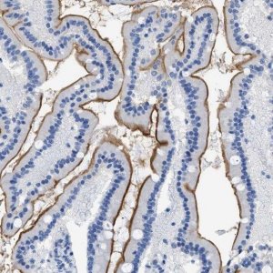 Anti-DLC1 antibody produced in rabbit 