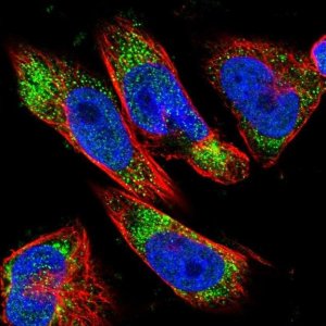 Anti-DLC1 antibody produced in rabbit 