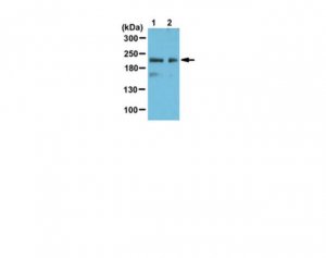 Anti-DNMT1 Antibody, Ac-4K 