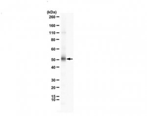 Anti-DNMT3L 