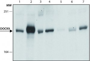 Anti-DOCK9 (Zizimin 1) antibody, Mouse monoclonal 