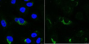 Anti-dsRNA Antibody, clone rJ2 