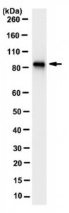 Anti-DYRK1A Antibody, clone 11D9.1 
