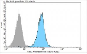 Anti-E-Cadherin Antibody, clone 67A4, Azide Free 