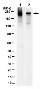 Anti-E3 ubiquitin-protein ligase UBR1 Antibody, clone 6H9.1 