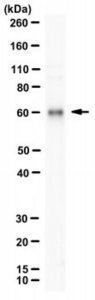 Anti-EBNA-1 Antibody, clone 1EB12 