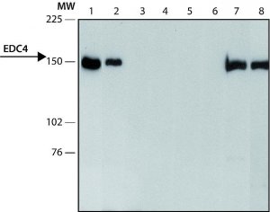 Anti-EDC4 (C-terminal) antibody produced in rabbit 
