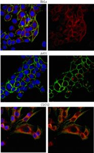 Anti-EEA1 Antibody 