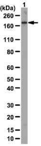 Anti-EEA1 Antibody 