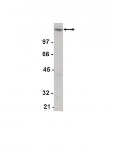 Anti-EGFR Antibody 