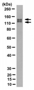 Anti-EGFRvIII Antibody, clone DH8.3 